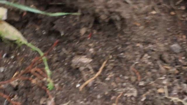 Танцы с Русскими Легендами