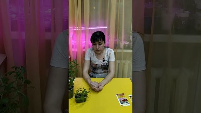 выращивание хризантемы из семян и черенками смотреть онлайн