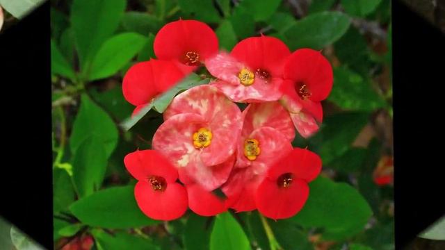 Christ Plant Euphorbi a Milii смотреть онлайн