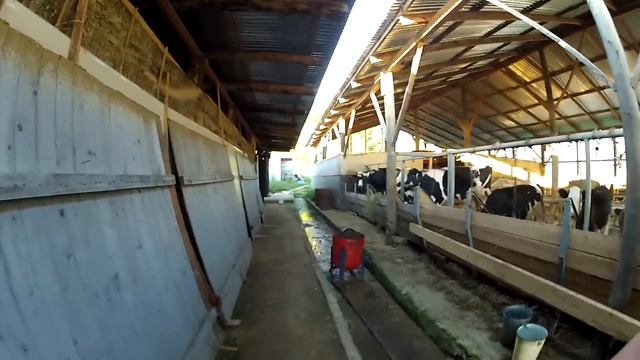 Едем покупать барана. Курдючная порода овец. Обзор фермы смотреть онлайн