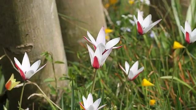 flower bulbs Tulipa 5.avi смотреть онлайн