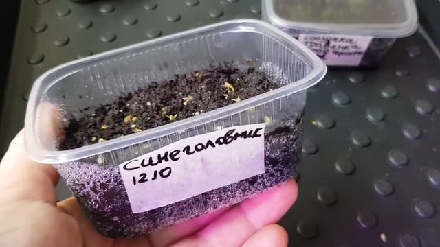 5 обзор всходов семян/Проф семена, свои и семена из магазина/ Как расчитать сроки посева смотреть онлайн