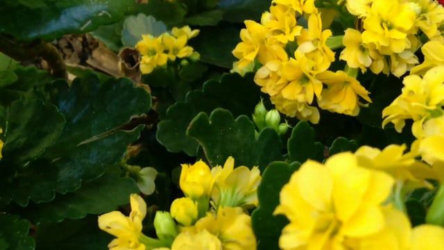 Kalanchoe é  Calandiva / Planta De Fácil Cultivo.
