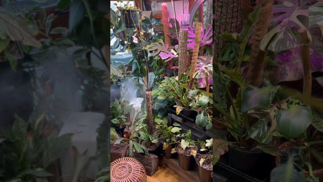 Welcome to my Jungle Home ❤️🙌🏽🙏🪴 смотреть онлайн