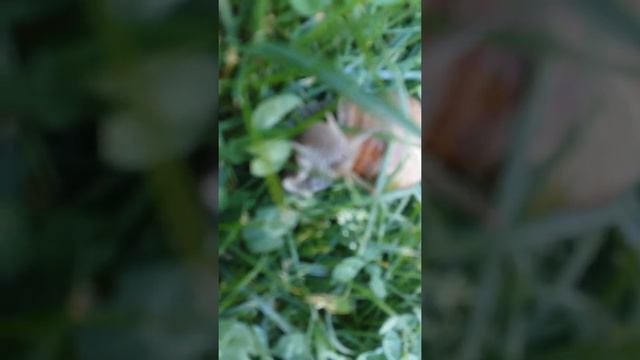 #УлиткиЖучийленд #2 "Чем кормить улиток?" смотреть онлайн