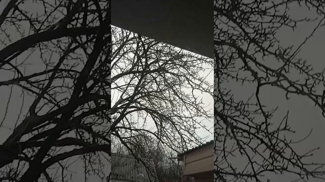 Videobook помогаем птичкам синичкам