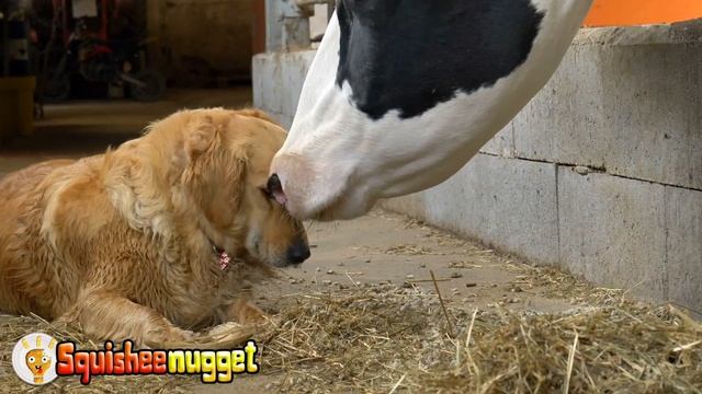 Learn Farm Animals and Colors in Bucket of Orbeez for Kids by Squishee Nugget смотреть онлайн