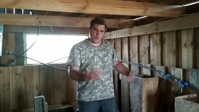 Имбридинг Вислобрюхих свиней. Близкородственное скрещивание / Вьетнамские свиньи смотреть онлайн