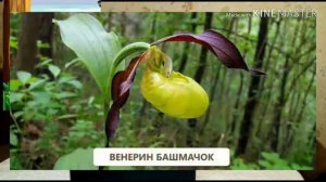 Видео-урок по природоведению на тему:«Красная книга,заповедники»