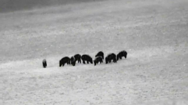 Electrooptic Strix-F 384-54 LRF смотреть онлайн