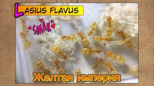 Желтая империя Лазиус флавус ● Lasius flavus