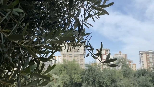 Оливковая роща. Оливки. Как растут? Турция смотреть онлайн