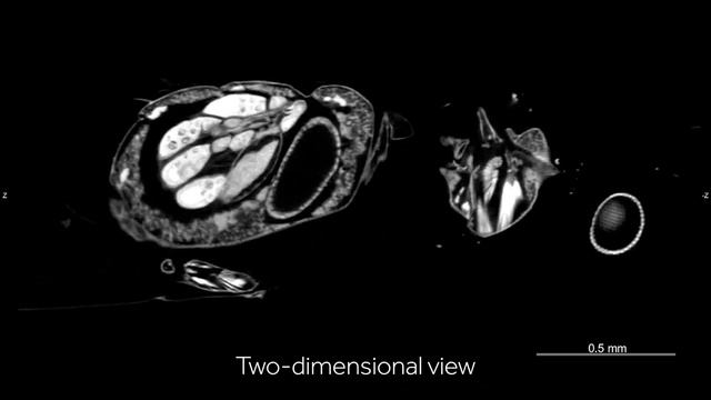 Drosophila melanogaster by micro-computed tomography смотреть онлайн