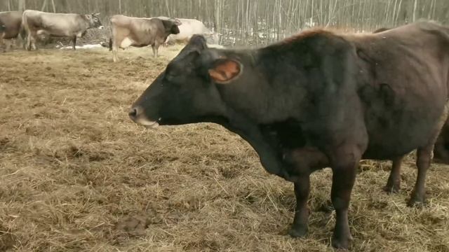 Костромские коровы принимают солнечные ванны. смотреть онлайн