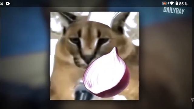 рецепт пельменей от шлёпы рэп смотреть онлайн