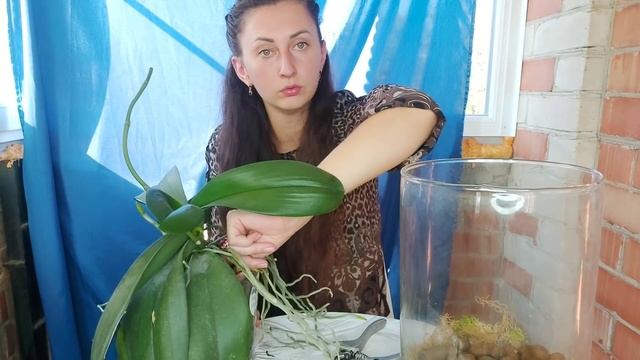 Это БЫЛО очень СЛОЖНО... Дикой КОТ в самом БОЛЬШОМ горшке/ пересадка орхидеи в керамзит смотреть онлайн