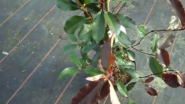 Photinia fraseri Red Robin смотреть онлайн