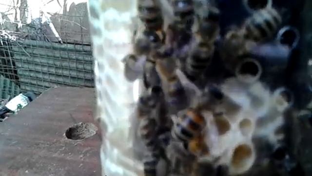 Матка в застенках изолятора Джинн. смотреть онлайн