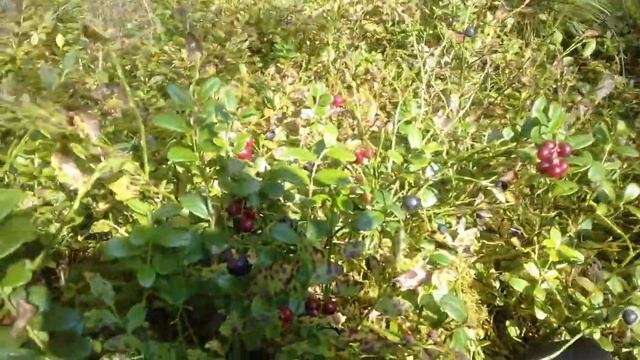 СБОР КЕДРОВЫХ ШИШЕК. Ягоды - попутно смотреть онлайн