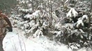 Поход за ёлкой