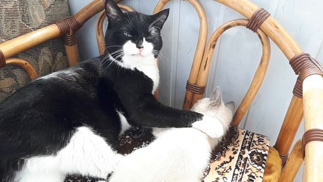 Молодой - значит, наглый.