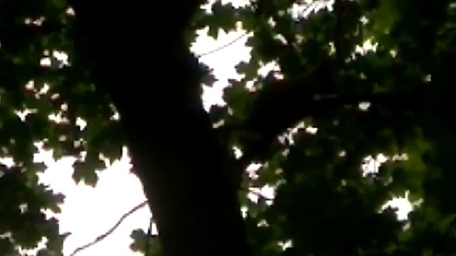 Белка на дереве смотреть онлайн