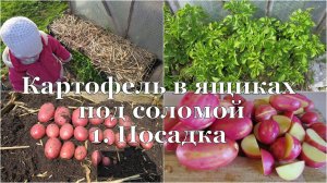 Картофель в ящиках под соломой. 1. Посадка // Potato in boxes. 1.  Planting