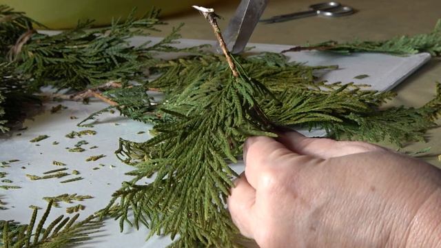 Размножение туи черенками зимой смотреть онлайн