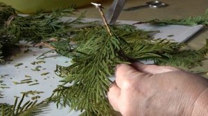 Размножение туи черенками зимой