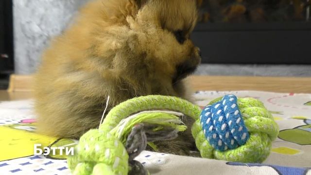 ? Щенкам 5 недель. Первая прикормка собаки. Шпиц пробует сухой корм. Вычесывание шпица. смотреть онлайн