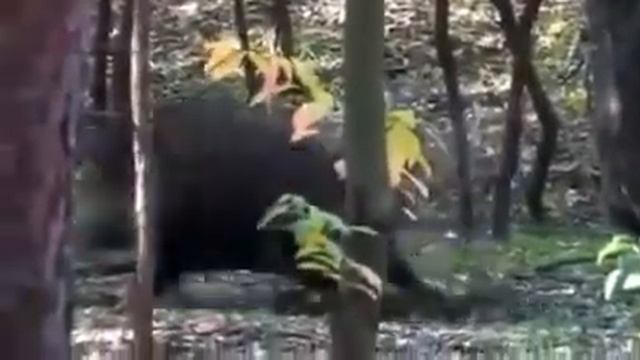Yaban Domuzu Avı - 2020 Wild Pigs Hunt смотреть онлайн
