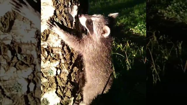 Енотик🐾 смотреть онлайн