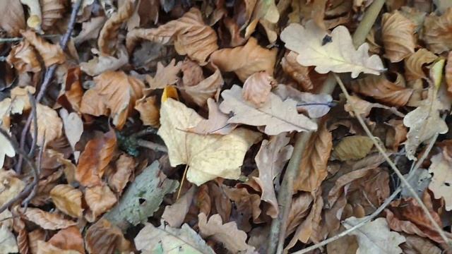 Поддубовики Гиганты? смотреть онлайн