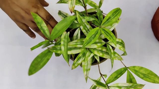 Someone gifted me this plant from a Bangalore nursery| All about Florida beauty| Dracaena surculosa смотреть онлайн