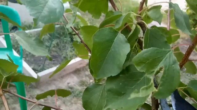 Летняя обрезка абрикоса. Зачем обрезать и как обрезать абрикос летом. Принципы и особенности. смотреть онлайн