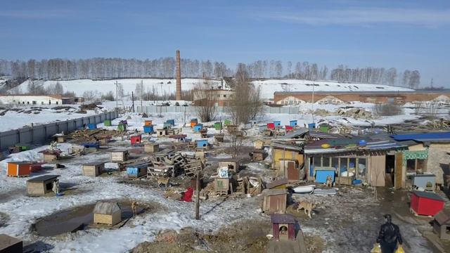 Приют для собак "Кот и Пес" смотреть онлайн