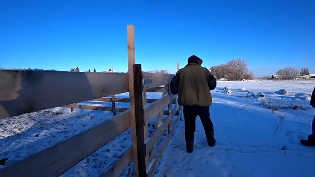 Купили 2 бычка на откорм. Размеры стойла для коровы. Управляемся по хозяйству. Жизнь в деревне. смотреть онлайн