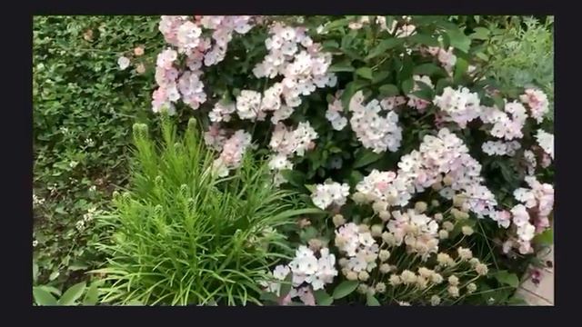 розы в июле . смотреть онлайн