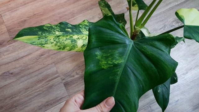 Изменения в цветочном уголке // действие удобрения // новинки смотреть онлайн