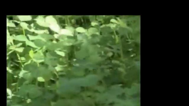 Видеоблог Гиза. Взгляд на живое. смотреть онлайн