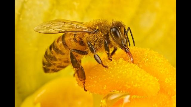 Доклад пчеловодство в Молдавии. смотреть онлайн