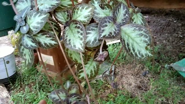 EPISCIA 