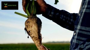 Свекла Лада