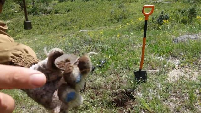 Шок находки! Самые дорогие монеты 2021 года. 100 000 за монеты! Коп поиск монет смотреть онлайн