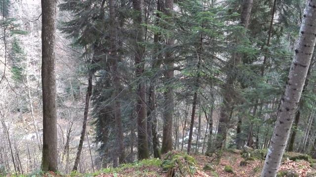 От Азишской пещеры до п.Мезмай через Курджипс. 18 км. Апшеронского района. смотреть онлайн