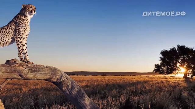 Гепард. Энциклопедия для детей про животных. Саванна смотреть онлайн