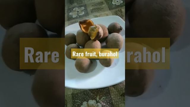 Rare fruit : Burahol or Kepel. ( Stelechocarpus Burahol ) смотреть онлайн