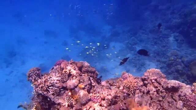 ТУНЕЦ смотреть онлайн