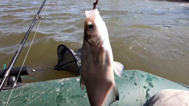 ЭКСПЕРИМЕНТ УДАЛСЯ. ДУМАЛИ КАРАСЬ. Астрахань 2019. Весна. смотреть онлайн