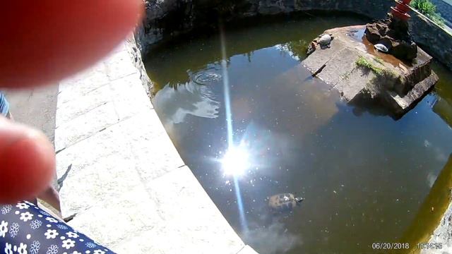 Черепахи в басейне смотреть онлайн